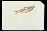 Fossil Fish (Knightia) - Wyoming #176410-1